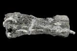Bargain, Diplodocus Caudal Vertebra - Colorado #117957-6